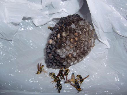 亀岡市・個人宅のアシナガバチ駆除の事例　の処理後写真(2)