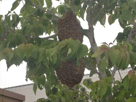 大阪市東住吉区・施設のミツバチ駆除の事例の処理前写真(1)