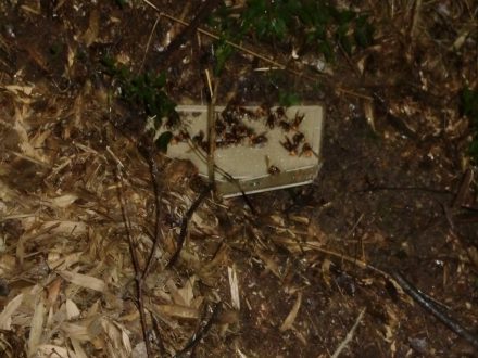 神戸市須磨区・山中のオオスズメバチ駆除の事例　の処理後写真(2)