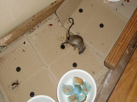 川西市・個人宅のネズミ駆除の事例の処理後写真（拡大）