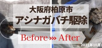 柏原市・マンションのアシナガバチ駆除の事例の駆除