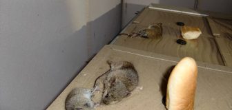亀岡市・個人宅のネズミ駆除の事例の写真