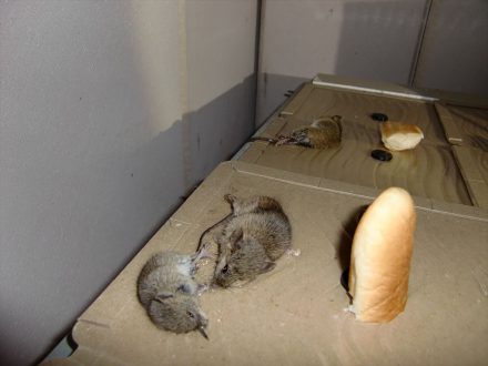 亀岡市・個人宅のネズミ駆除の事例の処理後写真(1)