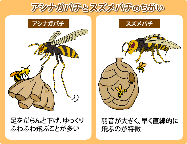 アシナガバチとスズメバチの違い