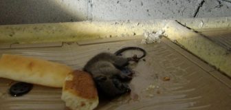 堺市・会社のネズミ駆除の事例　の写真