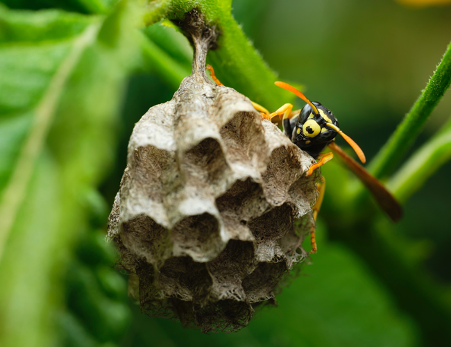 ウッドデッキに蜂の巣ができた時の安全な駆除方法と予防法とは？| 蜂の駆除ならトータルクリーン