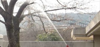 神戸市・施設敷地内の毛虫防除の事例　の駆除処理後