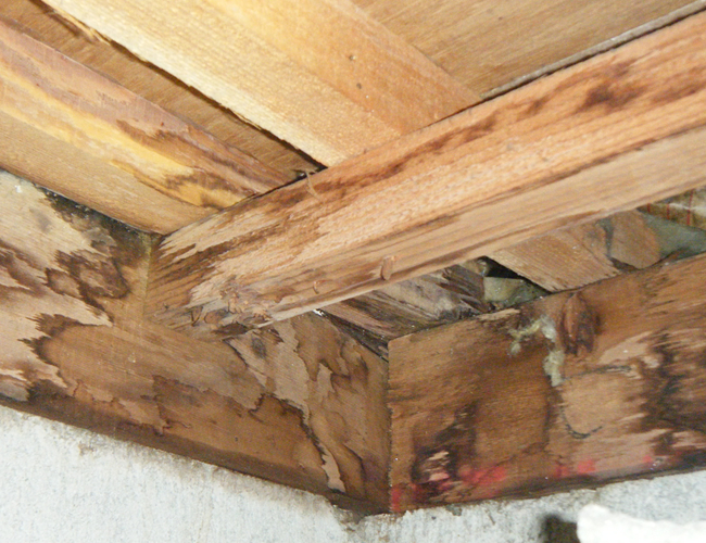 シロアリの被害は屋根裏に及ぶ