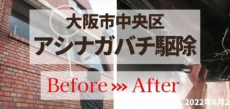 大阪市中央区・店舗のアシナガバチ対策の事例　の駆除