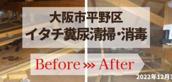 大阪市平野区・個人宅のイタチ糞清掃・消毒の事例