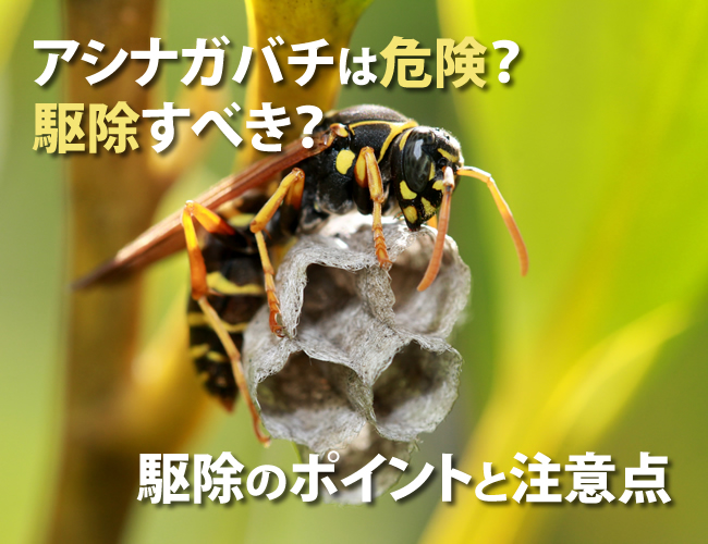 アシナガバチの駆除のポイントと注意点
