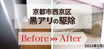 京都市西京区・マンション個人宅の黒アリ駆除の事例　の駆除