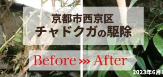 京都市西京区・個人宅のチャドクガ駆除の事例の駆除