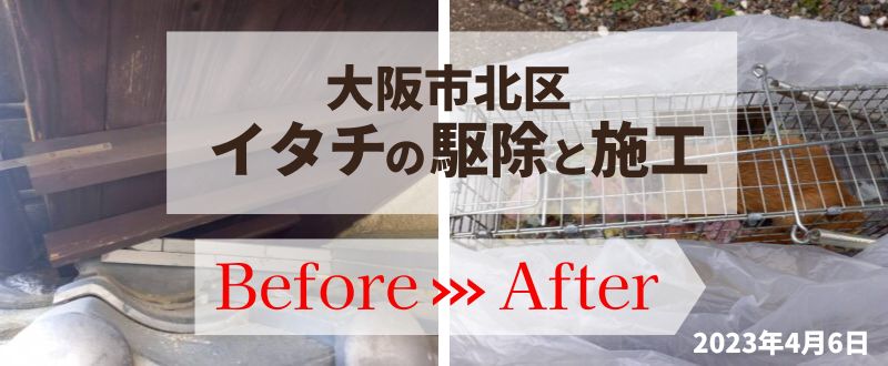 大阪市北区・個人宅のイタチ駆除の事例 | 大阪市北区でイタチ・害虫 