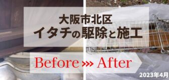 大阪市北区・個人宅のイタチ駆除の事例の駆除