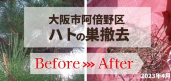 大阪市阿倍野区・個人宅のハトの巣撤去の事例　の駆除