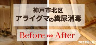 神戸市北区・個人宅のアライグマの糞清掃・消毒の事例の駆除
