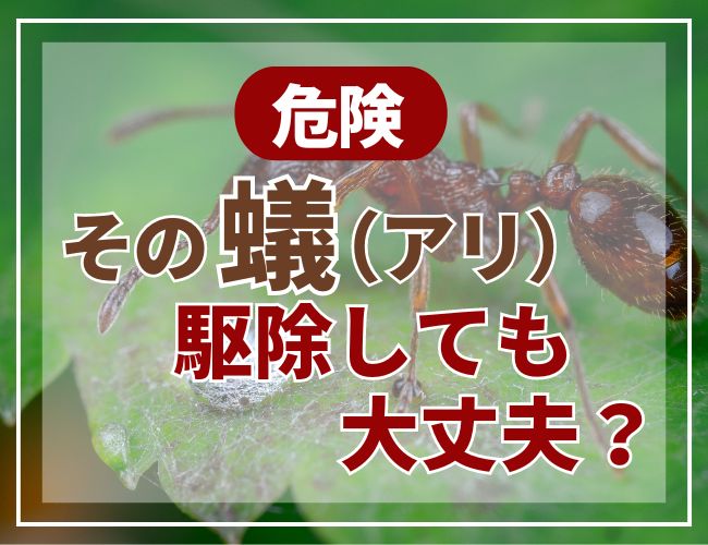 アリ 蟻 あり 販売 駆除方法その他