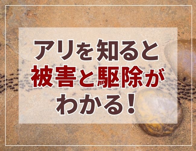 アリを知ると被害と駆除がわかる！