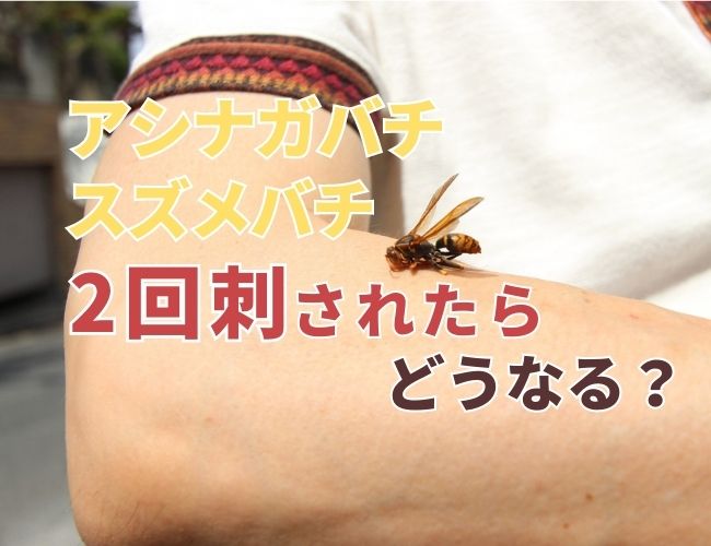 注意】アシナガバチに2回目刺されると危険？どうすればいい？| 京都で