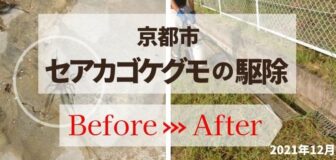 京都市・某学校のセアカゴケグモ駆除の事例の駆除