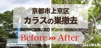 京都市上京区・学校のカラスの巣撤去の事例　の駆除