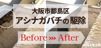 大阪市都島区・マンションのアシナガバチ駆除の事例の駆除