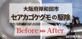 岸和田市・個人宅のセアカゴケグモ駆除の事例の駆除