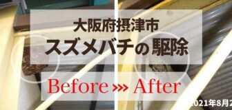 摂津市・個人宅のスズメバチ駆除の事例　の駆除