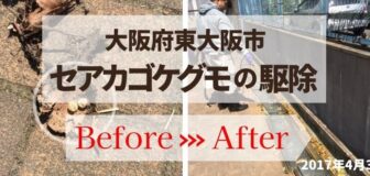 東大阪市・施設のセアカゴケグモ駆除の事例の駆除