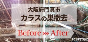 門真市・工場のカラスの巣撤去と消毒の事例　の駆除