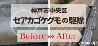 神戸市中央区・マンションのセアカゴケグモ駆除の事例の駆除