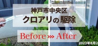 神戸市中央区・会社敷地内のアリ駆除の事例　の駆除