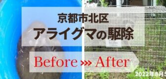 京都市北区・個人宅のアライグマ駆除の事例の駆除