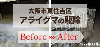 大阪市東住吉区・個人宅のアライグマ駆除の事例の駆除