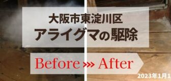 大阪市東淀川区・個人宅のアライグマの糞清掃・消毒の事例の駆除