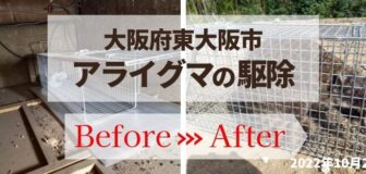東大阪市・個人宅のアライグマ駆除の事例の駆除