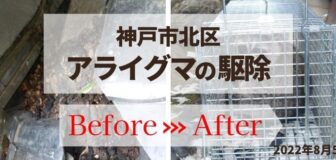 神戸市北区・個人宅のアライグマ駆除の事例の駆除