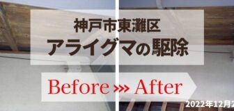 神戸市東灘区・個人宅のアライグマ駆除の事例の駆除
