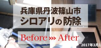 丹波篠山市・個人宅のシロアリ防除の事例の駆除