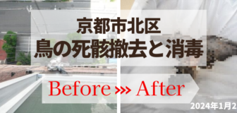 京都市北区・マンション（個人宅）の鳥の死骸撤去と殺虫消毒の事例の駆除