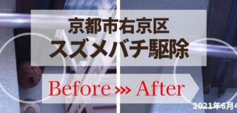 京都市右京区・個人宅のスズメバチ駆除の事例　の駆除