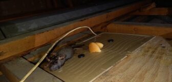 大阪府八尾市・壁の中のネズミ駆除の事例の駆除処理後