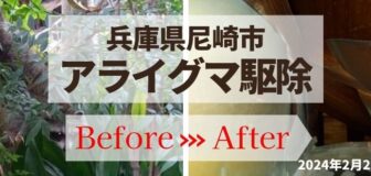 尼崎市・個人宅のアライグマ駆除の事例の駆除
