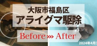 大阪市福島区・天井裏のアライグマ駆除の事例の駆除