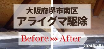 大阪府堺市南区・天井裏のアライグマ駆除の事例の駆除
