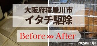 大阪府寝屋川市・壁の中や天井のイタチ駆除の事例の駆除