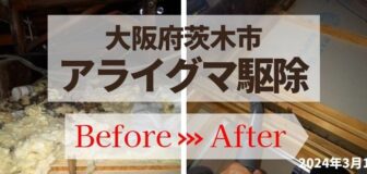 大阪府茨木市・天井裏のアライグマの糞撤去・消毒・断熱材交換の事例