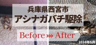 兵庫県西宮市・個人宅のアシナガバチ駆除の事例　の駆除