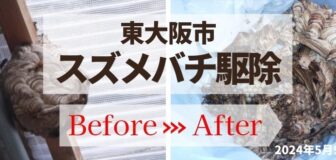 東大阪市・個人宅のスズメバチ駆除の事例　の駆除